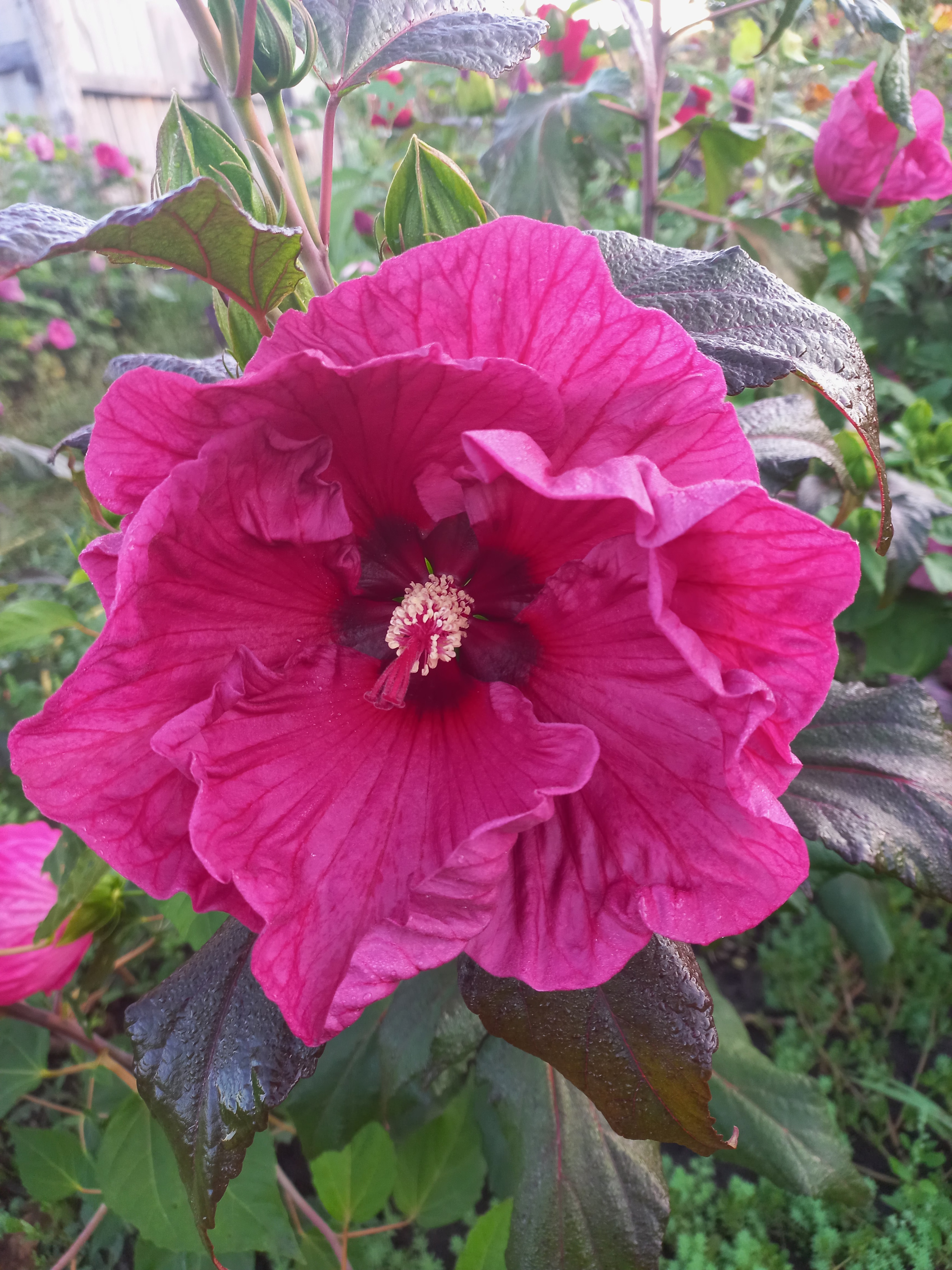 Божевiльна Слива (Plum Crazy) сорт Братів Флемінгів